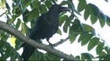 夜中の繁華街でLEDライトを照射 金沢のカラスは退散するのか⁉ 個体数が減っても“ふん害”などは顕著に|TBS NEWS DIG