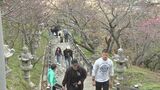沖縄の桜はもう“五分咲き” 名護さくら祭り|TBS NEWS DIG