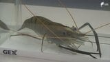 南伊豆町の温泉熱を利用したオニテナガエビの陸上養殖 取り組む自動車部品販売会社が町の産業振興に協力へ=静岡|TBS NEWS DIG