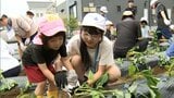 農作物への感謝の気持ちを育んで　延岡市の幼稚園児と小学生が協力してサツマイモの苗植え　|　MRTニュース ｜ ＭＲＴ宮崎放送