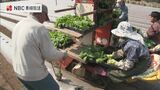 長崎県内有数の葉たばこ産地 五島市で苗の植え付け始まる | 長崎のニュース | 天気 | NBC長崎放送