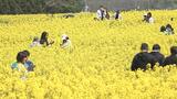 大型連休後半でにぎわう　本州最大級の黄色い絨毯「青い空に黄色い花が映える」　菜の花が見ごろ　|　青森のニュース│ATV NEWS│青森テレビ