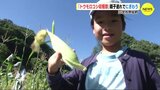 「トウモロコシ収穫祭」親子連れでにぎわう　広島･三次市 甲奴町　|　RCC NEWS | 広島ニュース | RCC中国放送