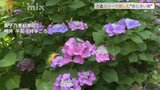 “あじさい祭”150品種2万株の見ごろの花とケーキを楽しむ|TBS NEWS DIG