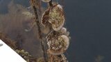 9割の海域でホタテガイ出荷できず 岩手県沿岸で貝毒が猛威 県漁連が発表|TBS NEWS DIG