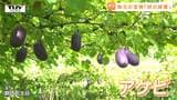 郷土の味に大満足！ 中学生が町を代表する秋の特産品 "アケビ" を学ぶ！ （山形・朝日町）|TBS NEWS DIG