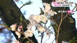 鹿児島市 甲突川河畔 桜中継 | 鹿児島のニュース|MBC NEWS|南日本放送