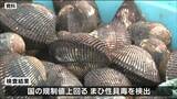 宮城県産アカガイ「国より厳しい」県出荷自主規制の基準値を緩和へ　|　宮城のニュース│tbc NEWS│tbc東北放送