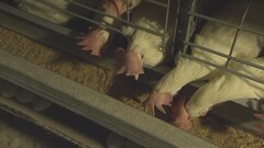 「農業」倒産が急増　20年間で最多に迫るペース　「畜産」は2.8倍に| TBS CROSS DIG with Bloomberg