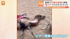 中国で異例の暑さ…ラクダも「夏バテ」で“ストライキ” ツアー再開のめど立たず| TBS CROSS DIG with Bloomberg