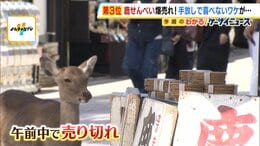 鹿せんべい“爆売れ”も手放しで喜べない事情　『買い占め』で午前中に売り切れ…製造追いつかず　ほかの餌を与えると生態系に悪影響の懸念も|TBS NEWS DIG