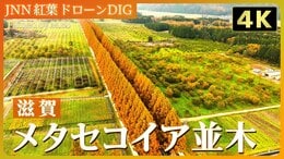 【4K】メタセコイア並木【JNN 紅葉ドローンDIG 2024】|TBS NEWS DIG