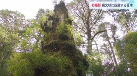 テレビカメラ初撮影　「縄文杉」に匹敵する屋久島・最大級の巨木　樹齢2000年以上か　幹周り約16メートル　世界自然遺産　鹿児島・屋久島|TBS NEWS DIG