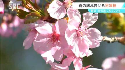 去年より1か月ほど早く開花 飯田市南信濃に春を告げる河津桜 ピンク色
