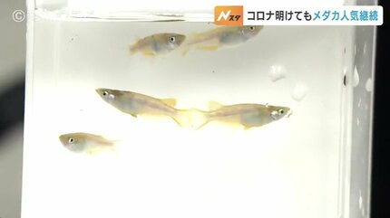 見てて飽きない」「どうしても欲しい」メダカ即売会にぎわう 巣ごもり