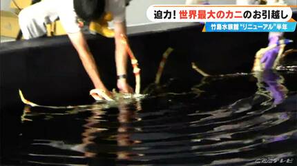 竹島水族館 リニューアルから半年…どうなった？タカアシガニの