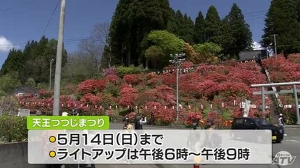 神社を彩る500本のツツジが見頃・初めてゴールデンウィークに重なり1日