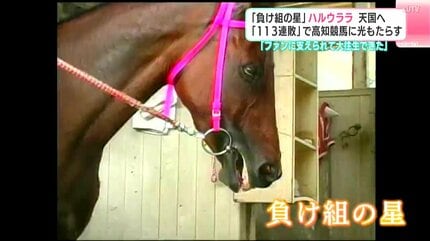 負け組の星」と言われたハルウララ天国へ「113連敗」で高知競馬に光を