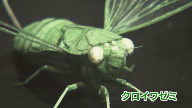 「昆虫がお守りみたい」紙と接着剤だけで本物そっくりに…震災乗り越え　創作続けるアーティスト　富山|TBS NEWS DIG