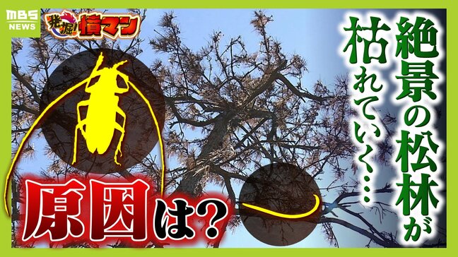 【異常事態】絶景を脅かす原因は虫!? 淡路島の名勝「慶野松原」がピンチ「危機感を持って取り組む問題」薬剤散布などで対処も専門家は「人間の防除の力が虫の勢力に押されている」美しい松林を残すためにできることは|TBS NEWS DIG