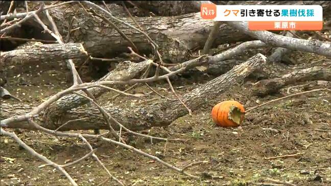 「いくらかでも安心感は出るのでは」住民からは安堵の声…クマの餌となる果樹の伐採作業始まる 宮城・栗原市|TBS NEWS DIG