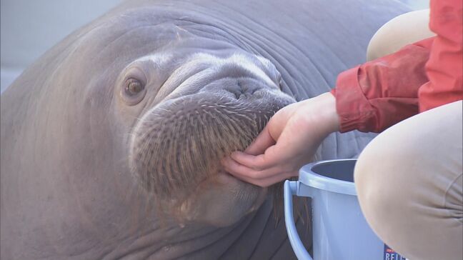 鳥羽水族館にメスのセイウチ｢いちこ｣が仲間入り 大分のママから離れ…パパがいる三重にお引越し 今後はショーにも参加？|TBS NEWS DIG