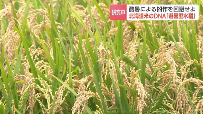 酷暑による凶作を回避せよ 北海道米のDNA「避暑型水稲」特有の“温度に応じて穂を出す”遺伝子を組み込み品種改良を目指す研究|TBS NEWS DIG