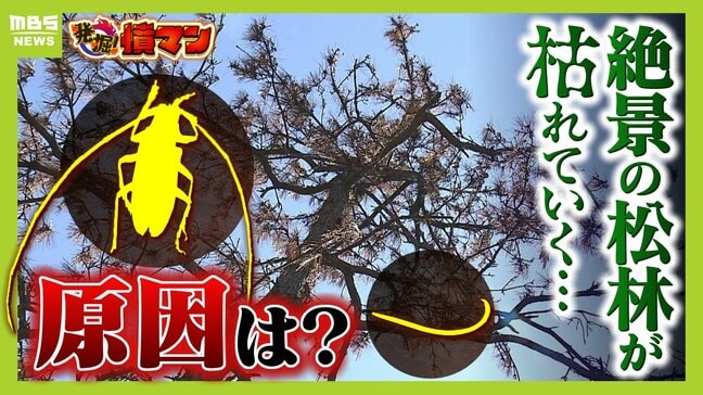 【異常事態】絶景を脅かす原因は虫!? 淡路島の名勝「慶野松原」がピンチ「危機感を持って取り組む問題」薬剤散布などで対処も専門家は「人間の防除の力が虫の勢力に押されている」美しい松林を残すためにできることは|TBS NEWS DIG