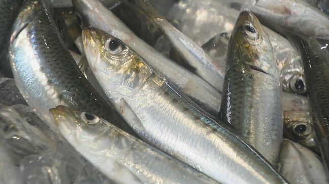 イワシ豊漁で価格は「去年の半分くらい」 マイワシの漁獲量は去年の6倍以上に 黒潮大蛇行“終息”が影響? 愛知|TBS NEWS DIG
