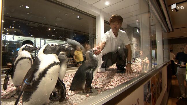 レストランにペンギン登場 水族館から引っ越しで地域活性へ=静岡・沼津市|TBS NEWS DIG