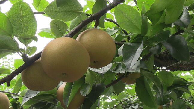 三重・津市の海上アスレチック施設はきょうあす休業　愛知・豊田市のナシ農園「落ちると商品にならない」 東海地方でも台風15号への警戒高まる|TBS NEWS DIG