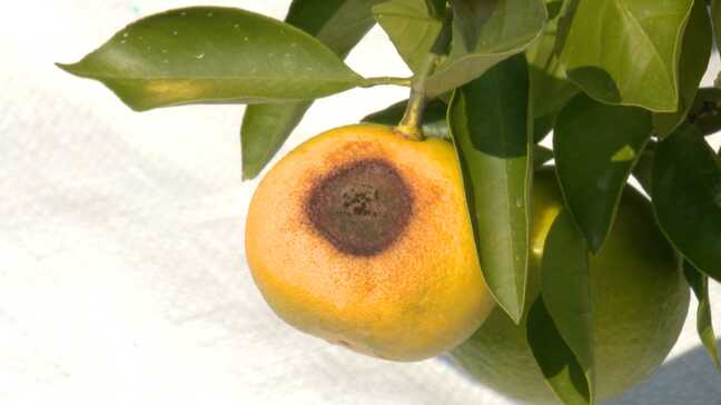 ”黄色いミカンは商品にならない”猛暑で日焼け　皮むいたらスカスカ　収穫量は4割に「食べてもらえないのがつらい」|TBS NEWS DIG