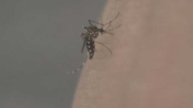 蚊の対策には「除菌シート」が効果的？ 足に多い“常在菌”のニオイを消して寄せつけない|TBS NEWS DIG