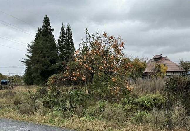 「歩いていたらヤブから急に熊」けさ米沢市で男性がクマに襲われる（山形）|TBS NEWS DIG