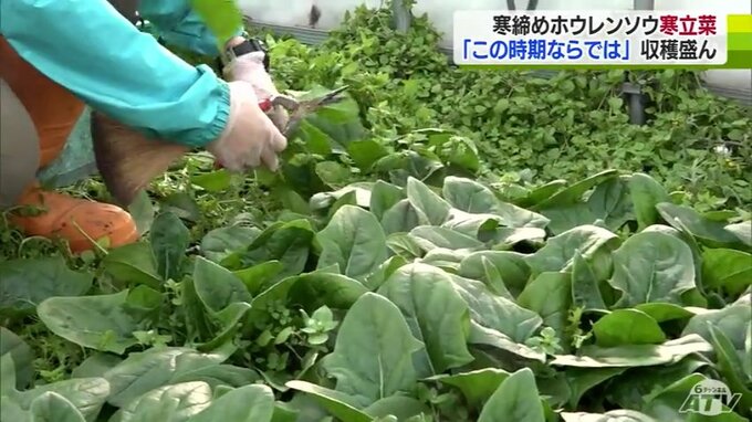 この時期ならではの「ホウレンソウ」はいかが？　糖度が一般のモノの2倍！　特産の『寒立菜』の収穫進む　青森県東通村　|　青森のニュース│ATV NEWS│青森テレビ