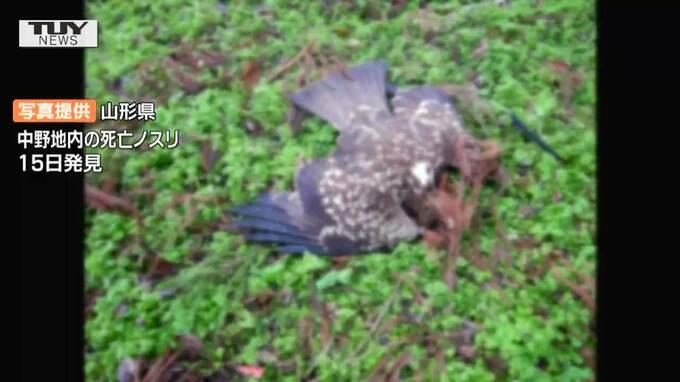 山形市の死んだ野鳥　高病原性鳥インフルエンザ確定 今季4例に　|　山形のニュース│TUYテレビユー山形