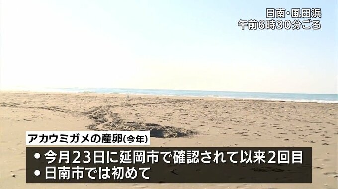 日南市で今年初のアカウミガメの産卵確認|TBS NEWS DIG