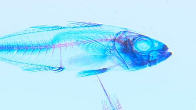 生命の神秘を感じる『透明標本』展　浦添市|TBS NEWS DIG