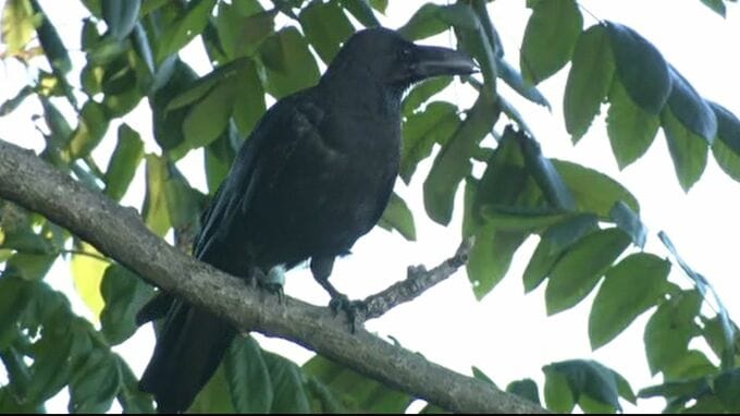 夜中の繁華街でLEDライトを照射 金沢のカラスは退散するのか⁉ 個体数が減っても“ふん害”などは顕著に　|　石川県のニュース｜MRO北陸放送