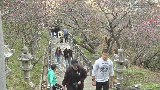 沖縄の桜はもう“五分咲き” 名護さくら祭り|TBS NEWS DIG