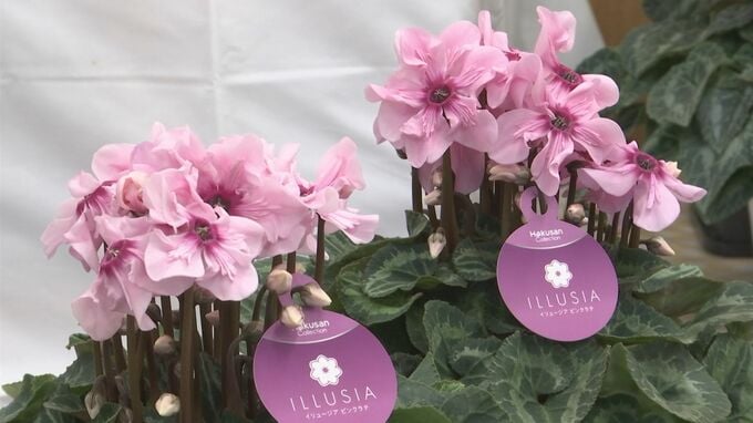 表情豊かな花々　島根県出雲市で恒例のシクラメンフェア|TBS NEWS DIG