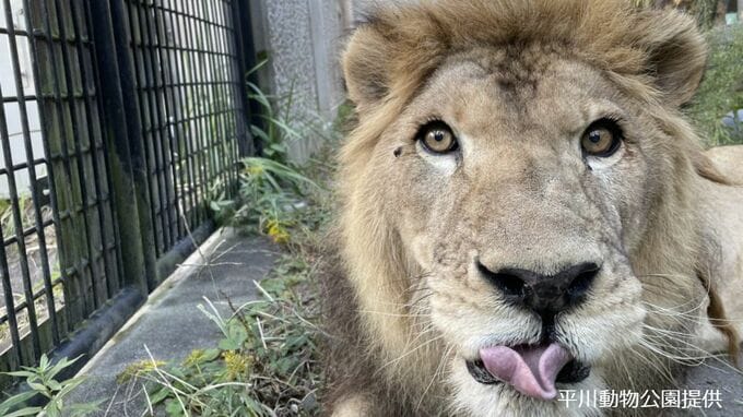 ライオンのジオン天国へ…20歳老衰で　平川動物公園のライオン０頭に　鹿児島　|　鹿児島のニュース｜MBC NEWS｜南日本放送