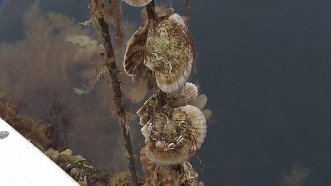 9割の海域でホタテガイ出荷できず　岩手県沿岸で貝毒が猛威　県漁連が発表|TBS NEWS DIG