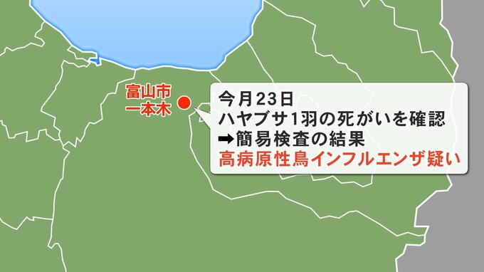ハヤブサの死がい 簡易検査で鳥インフル陽性反応　環境省の遺伝子検査で病原性確認へ　富山　|　富山のニュース｜天気・防災｜チューリップテレビ