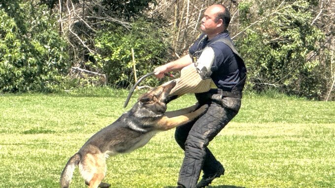 「嘱託警察犬」の審査会　行方不明者捜索や事件捜査能力競う 埼玉県警|TBS NEWS DIG