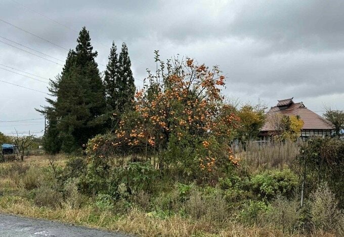 「歩いていたらヤブから急に熊」けさ米沢市で男性がクマに襲われる（山形市）　|　山形のニュース│TUYテレビユー山形