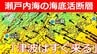 「瀬戸内海でも津波はすぐ来る」能登半島と“同じタイプ” 海底活断層が複数存在　地盤隆起のおそれも　広島湾の海底活断層は危険度“最高ランク”（Sランク）評価|TBS NEWS DIG