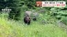 世界遺産・知床に潜む危機　ヒグマが人間を襲った…登録後初の人身事故が問いかけるもの　入山規制が必要だったと指摘する専門家も　|　北海道のニュース｜HBC北海道放送