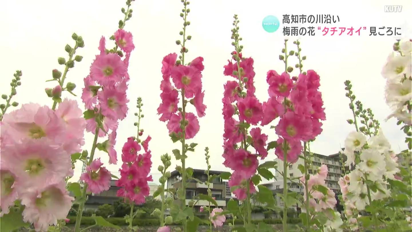 空高くまっすぐに！高知市で梅雨の花“タチアオイ”見ごろに　