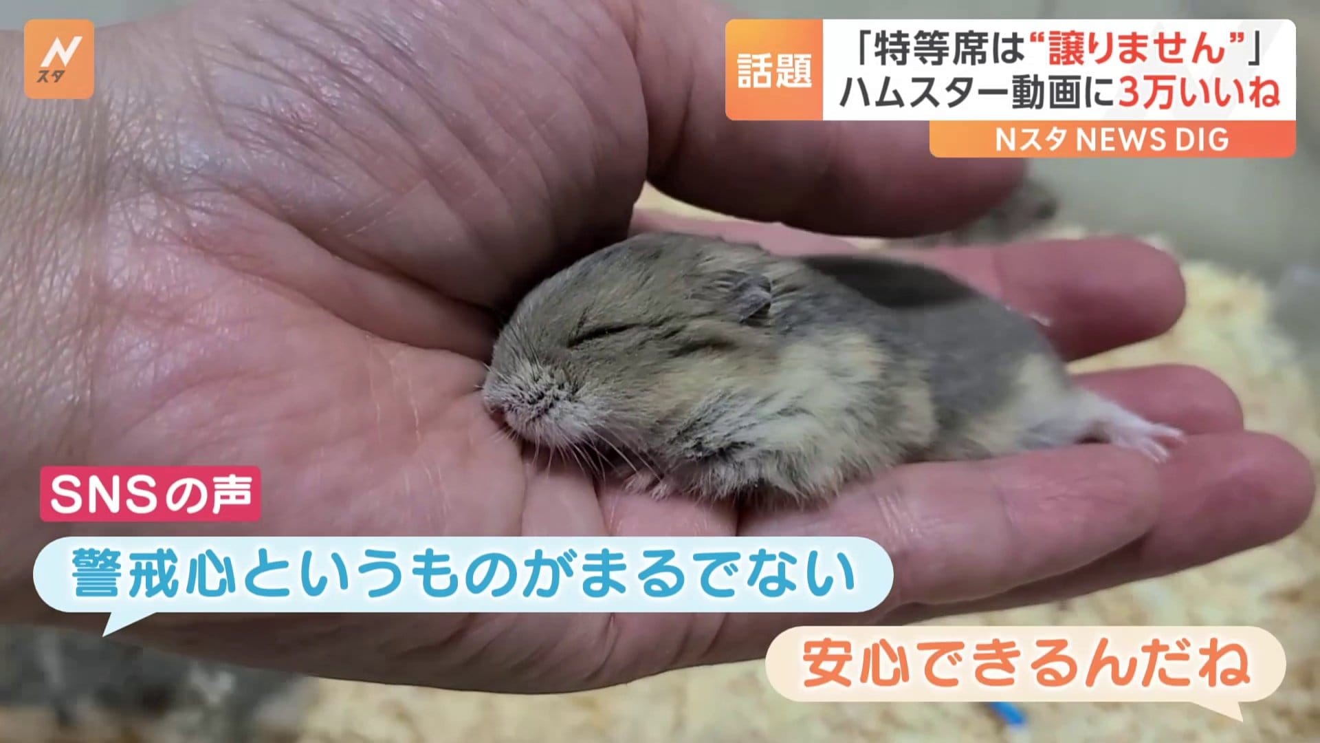 警戒心がまるでない」手のひらが大好きすぎるハムスター | TBS NEWS DIG